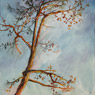 Arching Virginia Pine