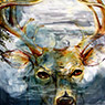 August Deer Reflection