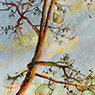 Bottle Tree, Arching Virginia Pine